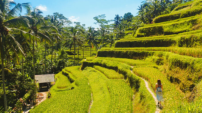 Green stepped rice terraces near Ubud in Bali
